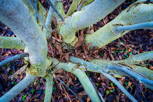 Overhead view of pale blue-gray tree branches radiating from a central trunk, surrounded by dark mulch and small green plants.