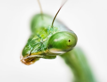Green ant perched on a thin plant stem against a blurred white background.