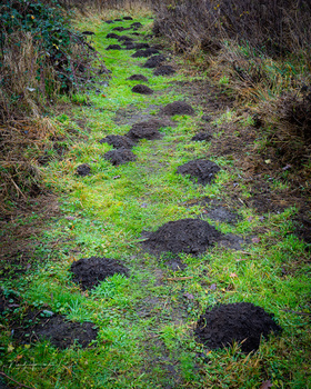 Overgrown forest path covered in bright green moss with dark rocks and bare branches.