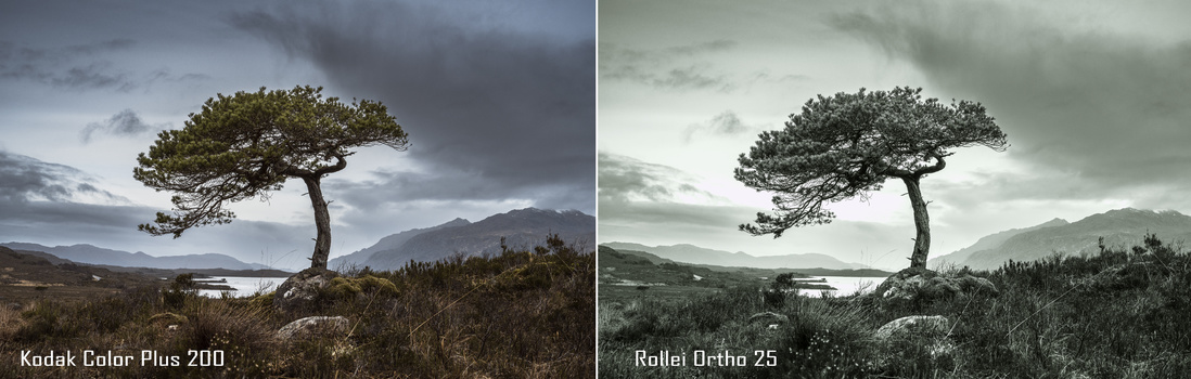 Windswept tree on moorland with mountains and water in background, shown in two film stock renderings.