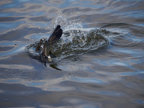 Crocodile swimming in water with water splashing over its head and back.