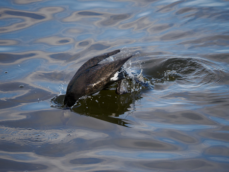 Otter swimming in rippling water, head above surface with water splashing around it.