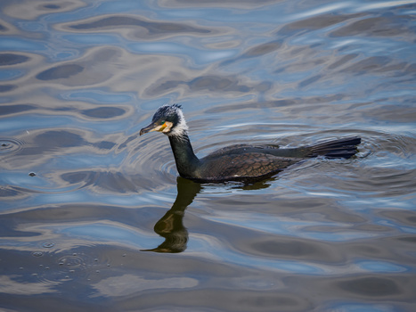 Cormorant swimming in rippling water with extended neck and webbed feet visible.