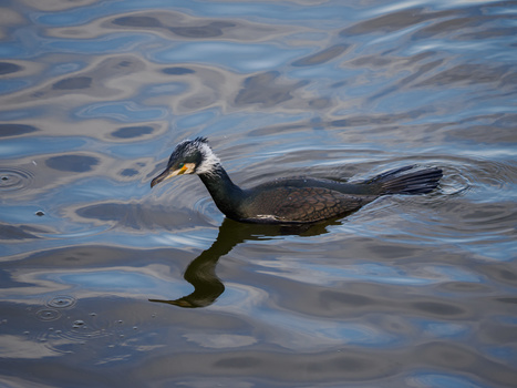 A crested water bird with dark plumage and white head markings swimming in rippled water.