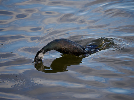 Cormorant diving into water with ripples and reflections visible on the surface.