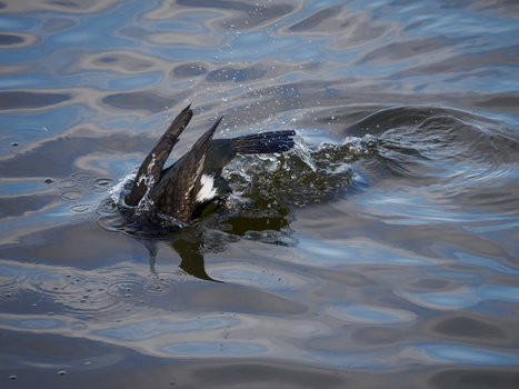 Waterfowl swimming in shallow water with rippled surface reflections and submerged vegetation.