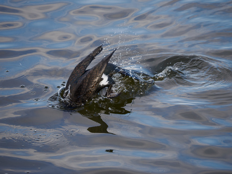 Turtle swimming at the water's surface with ripples and reflections visible in the surrounding water.