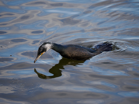 A cormorant swimming in rippling water with its head lowered toward the surface.