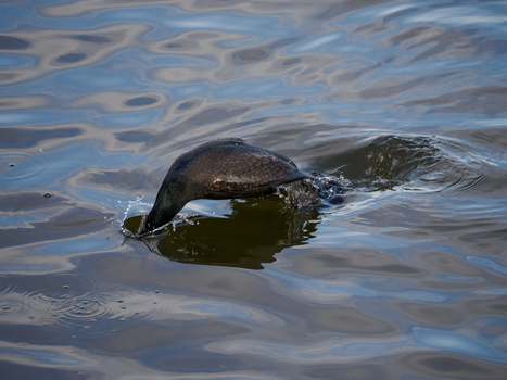 Seal swimming in shallow water with rippled reflections visible on the surface.