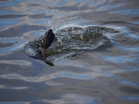 Crocodile or alligator partially submerged in shallow water with rippling reflections.