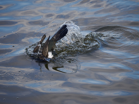 Crocodile swimming in shallow water with rippling reflections in natural daylight.