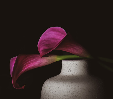 Magenta flower petals draped over a textured white ceramic vessel against a dark background.