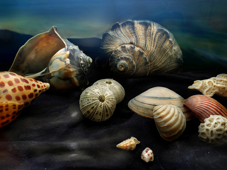 Collection of seashells and marine specimens arranged on dark sand with shallow depth of field.