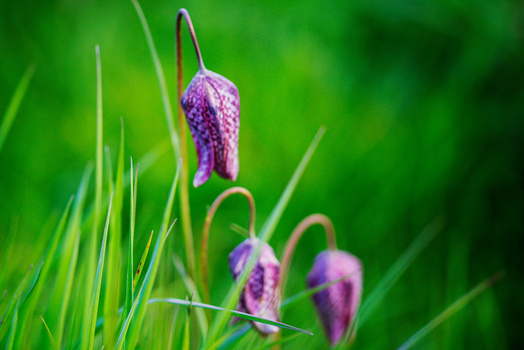 Three purple checkered lily flower buds with curved stems surrounded by green grass blades.