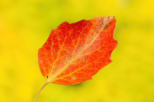 Red and orange autumn leaf against a bright yellow background, displaying detailed vein patterns and crisp edges.