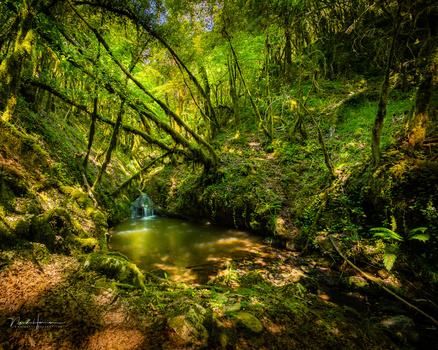 Lush forest stream with overhanging canopy creating natural tunnel effect through dense green vegetation.