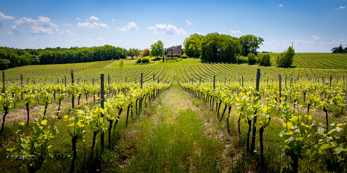 Vineyard rows extending toward a distant farmhouse under blue sky with white clouds.