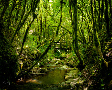 Dense forest with moss-covered trees framing a flowing stream and wooden bridge in the distance.