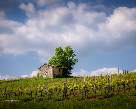 Stone cottage with green tree in rolling vineyard under blue sky with white clouds.