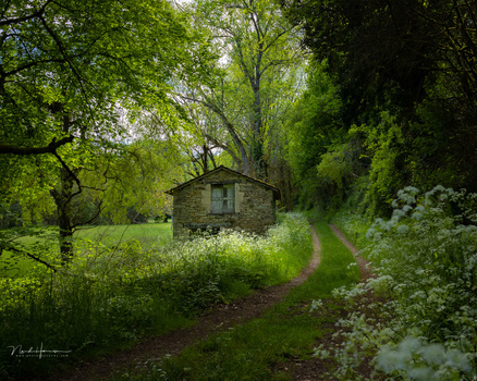 Stone cottage nestled among lush green trees and overgrown vegetation along a woodland path.