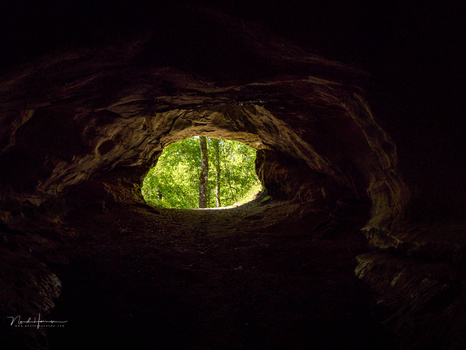 View through a hollow tree trunk opening onto bright green foliage in natural daylight.