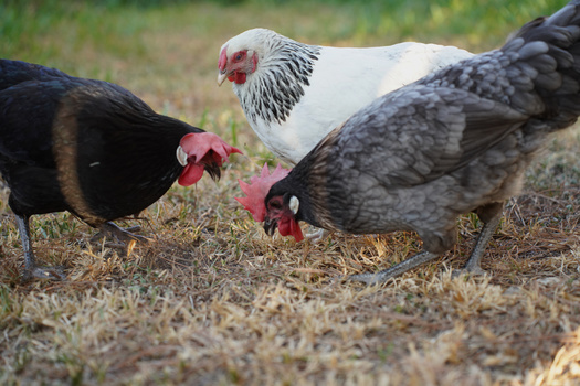 Three chickens pecking at straw and grass on the ground, including a white-and-black bird and two darker-plumaged birds.