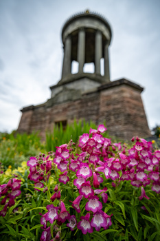 Pink dianthus flowers in sharp focus with a brick tower and overcast sky blurred in the background.