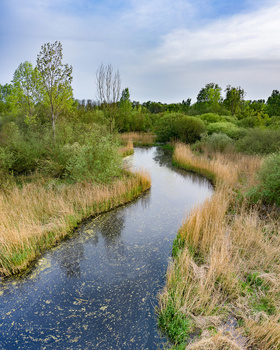 Meandering stream flowing through wetland grasses with trees along the horizon under partly cloudy sky.