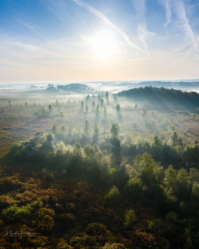 Forested valley blanketed in morning mist with evergreen trees layered beneath a hazy sky.