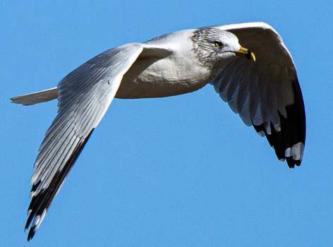 Bald eagle in flight against clear blue sky, wings spread wide with white head and dark body visible.