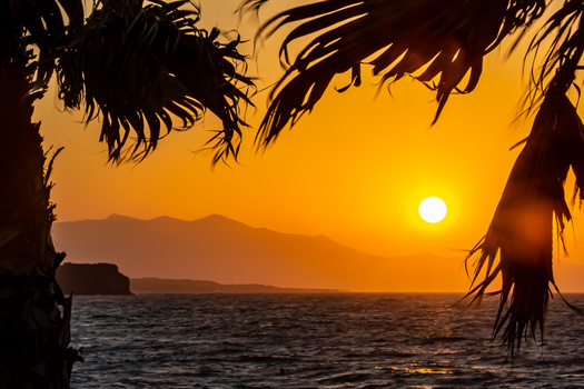 Golden sunset over calm ocean framed by palm fronds in silhouette.