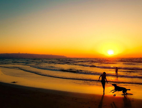 Surfer and dog silhouetted against golden sunset on beach with incoming waves.