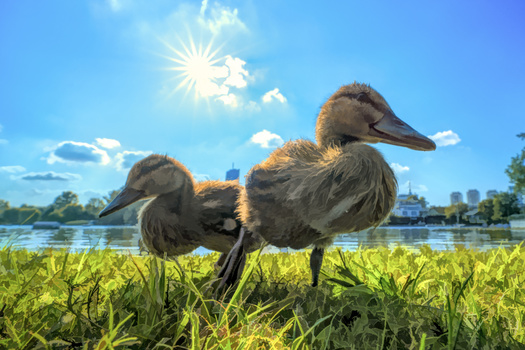 Two young wading birds standing in shallow grass near a waterway under bright sunlight.