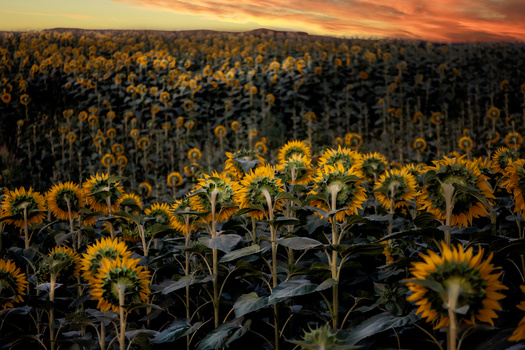 Sunflower field at golden hour with dramatic orange sky and backlit flowers in foreground.