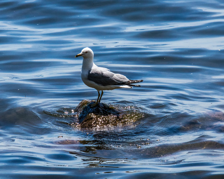 Seagull standing on a partially submerged rock in shallow blue water.