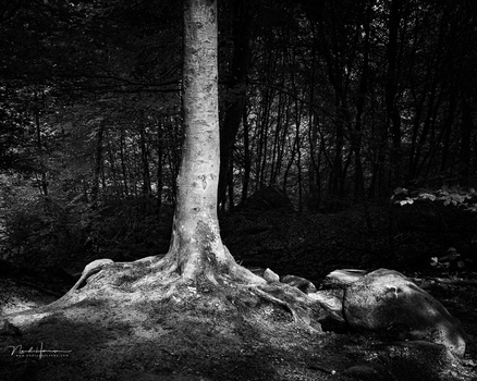 Ancient tree with exposed roots and pale trunk surrounded by dark forest in black and white.