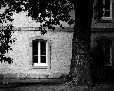Arched window in a textured stone building facade, partially shadowed by a large tree trunk.