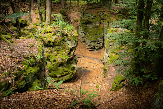 Moss-covered boulders and rocks line a narrow woodland stream surrounded by dense forest.