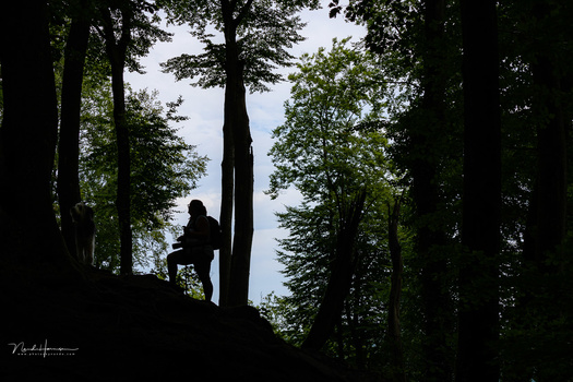 Silhouetted climber scaling tall tree trunk surrounded by dense forest canopy.