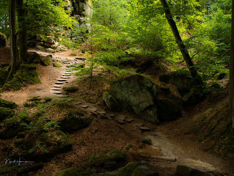 Forest trail with wooden steps descending past large moss-covered boulders beneath dense green canopy.