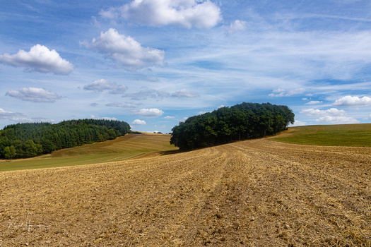 Rolling agricultural landscape with plowed field, tree clusters, and blue sky with white clouds.