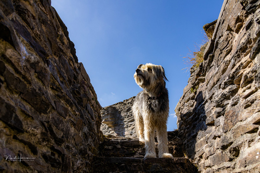Long-haired dog standing on stone steps between towering rock walls against clear blue sky.