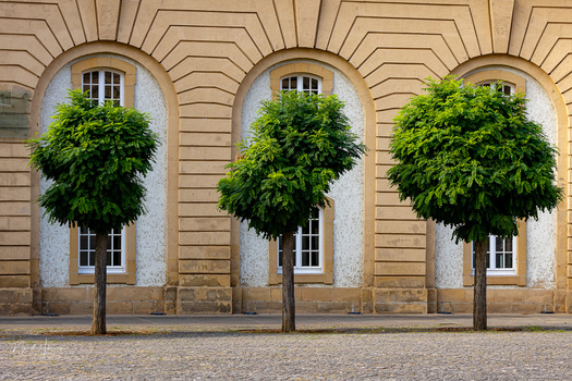 Three mature trees with full green canopies stand in front of a symmetrical stone building with arched alcoves.