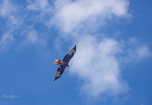 Bald eagle in flight against blue sky with white clouds, wings spread wide.