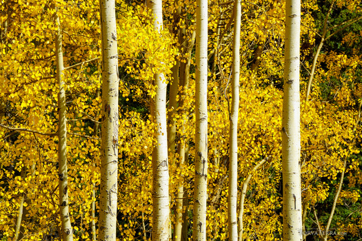 White-barked aspen trees with golden yellow foliage in autumn forest.