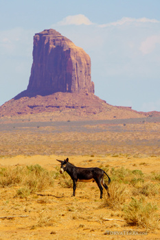 Silhouetted donkey standing in desert scrubland with towering rock formation in background.
