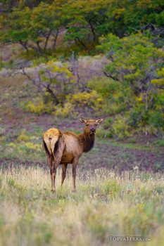 Mule deer doe standing in grassland with shrubby hillside in background.