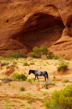 Dark horse walking across sandy desert floor beneath a massive natural rock arch.