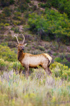 Bull elk with antlers standing in sagebrush grassland with forested hillside behind.