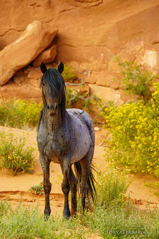Dark gray horse standing in sandy terrain with scattered vegetation and rust-colored rock formation in background.